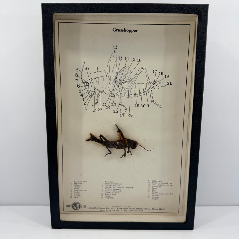 VTG 1939 Turtox Grasshopper Taxidermy Specimen Anatomy Diagram Shadow Box 12x8